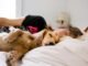Should Dogs Sleep in Your Bed