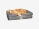 Where to Buy Dog Beds 28 Where to Buy Dog Beds