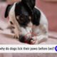 Why Do Dogs Lick Their Paws Before Bed 7 Why Do Dogs Lick Their Paws Before Bed