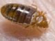 Can Dogs Carry Bed Bugs