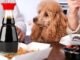 What's the best sauce for your Dogs 43 What's the best sauce for your Dogs