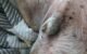 Dog Smegma: Causes, Symptoms & Treatment 5 Dog Smegma