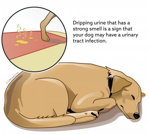 Dog Smegma: Causes, Symptoms & Treatment