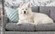 How to Stop Dog Sleeping on Sofa 5 How to Stop Dog Sleeping on Sofa