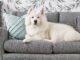 How to Get Dog Smell Out of Fabric Chair 32 How to Get Dog Smell Out of Fabric Chair