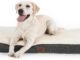 Can I Use Foam Mat for Dog Bed 36 Foam Mat for Dog Bed