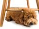 How to Stop Dogs Chewing Chair Legs