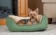 Why Do Dogs Scratch Their Beds 5 Why Do Dogs Scratch Their Beds