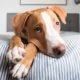 Why Do Dogs Pee on Beds
