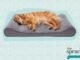 What is the Best Dog Bed 18 What is the Best Dog Bed