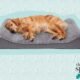 What is the Best Dog Bed