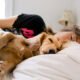 How to Get Your Dog to Stop Eating His Bed 8 How to Get Your Dog to Stop Eating His Bed