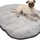 Where to Donate Used Dog Beds Near Me