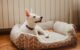 How to Clean a Dog Bed 5 How to Clean a Dog Bed