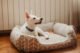 How to Clean a Dog Bed