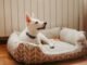How to Clean a Dog Bed