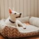 How to Clean a Dog Bed 7 How to Clean a Dog Bed