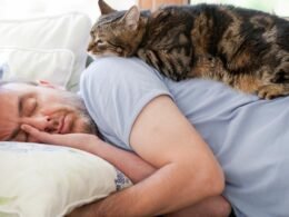 Why Do Cats Bother You