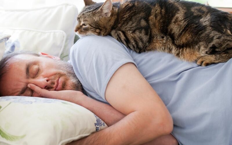 Why Do Cats Bother You