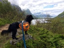 Train Your Dog to Wear a Backpack
