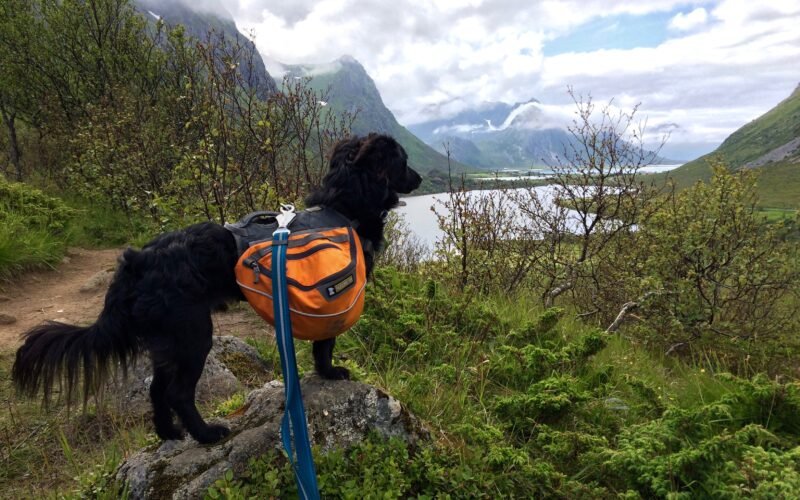 Train Your Dog to Wear a Backpack