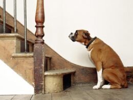 Help Your Dog Overcome Their Fear of Stairs