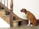 Help Your Dog Overcome Their Fear of Stairs