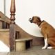 Help Your Dog Overcome Their Fear of Stairs