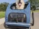 The Best Dog Trailer For Electric Bike