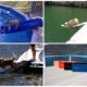 How to Choose the Right Dog Stairs for Your Boat Dock