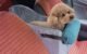 The Best Car Console Seat For Dogs 5 The Best Car Console Seat For Dogs