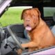 Do Dog Car Seats Help With Car Sickness 26 Do Dog Car Seats Help With Car Sickness