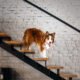 How Can I Prevent My Dog From Experiencing Pain Going Up Stairs? 27 How Can I Prevent My Dog From Experiencing Pain Going Up Stairs?