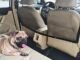 The Best Dog Car Divider 22 The Best Dog Car Divider