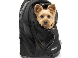 Best Dog Backpacks For Hiking And Camping