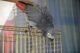 Facts About African Grey Parrots 6 Facts About African Grey Parrots
