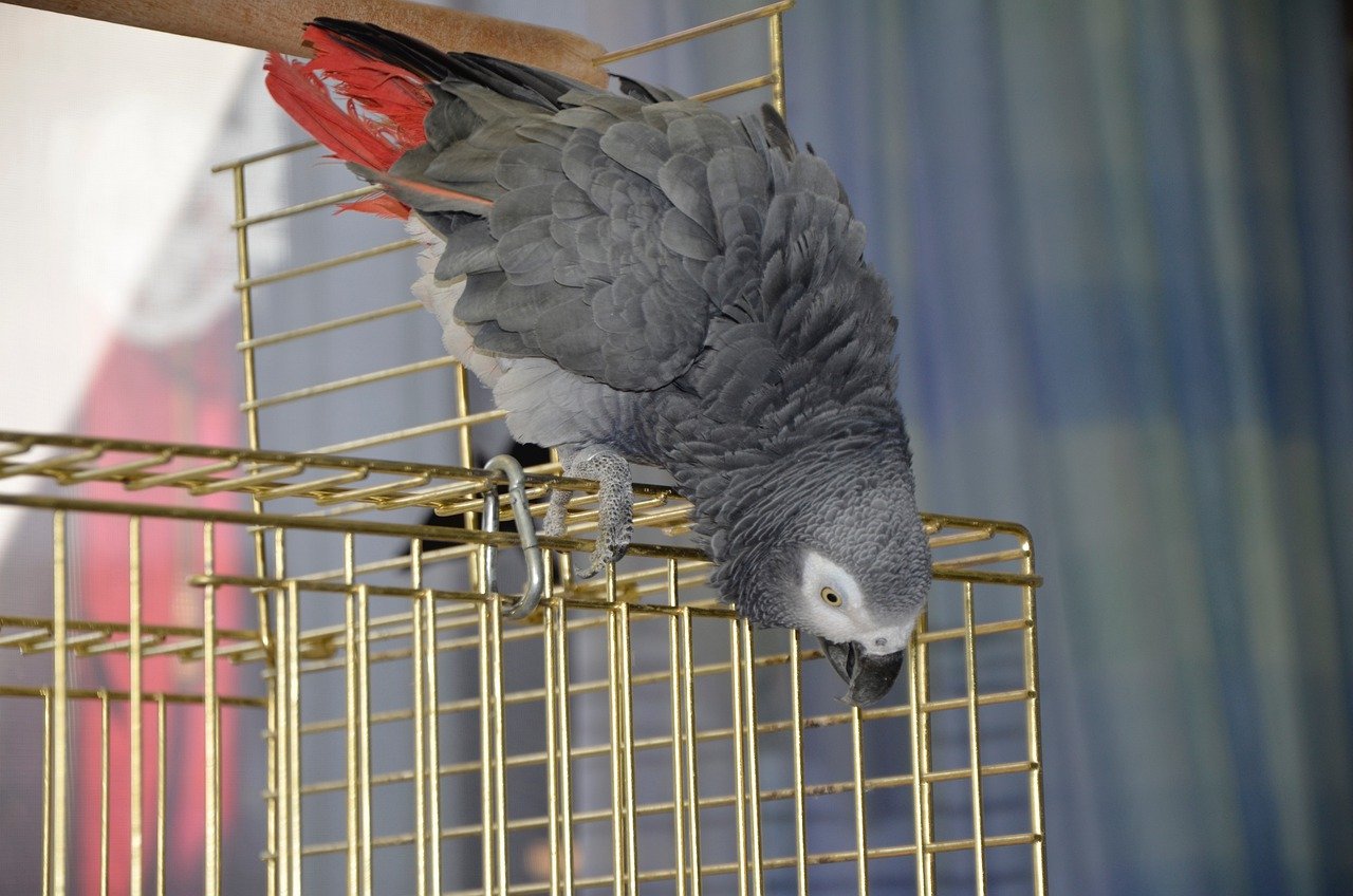 Facts About African Grey Parrots