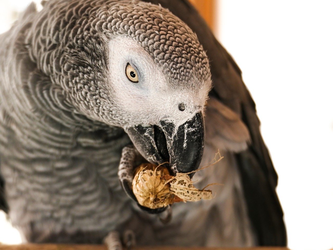 Facts About African Grey Parrots