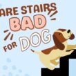 Are Stairs Bad for Dogs