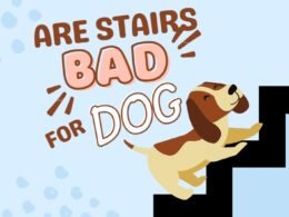 Are Stairs Bad for Dogs