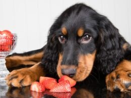 Can Dogs Eat Strawberries