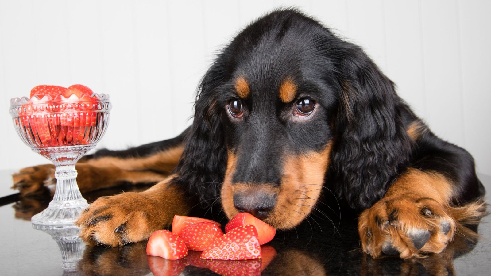 Can Dogs Eat Strawberries