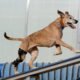 When Can My Dog Climb Stairs After Acl Surgery? 26 Dog ACL Surgery