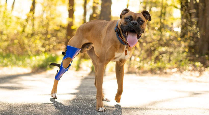 When Can My Dog Climb Stairs After Acl Surgery?