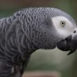 Facts About African Grey Parrots