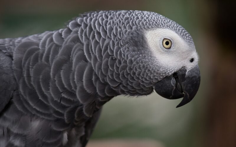 Facts About African Grey Parrots