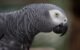 Facts About African Grey Parrots 5 Facts About African Grey Parrots