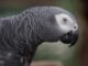 Facts About African Grey Parrots 31 Facts About African Grey Parrots