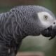 Facts About African Grey Parrots 26 Facts About African Grey Parrots