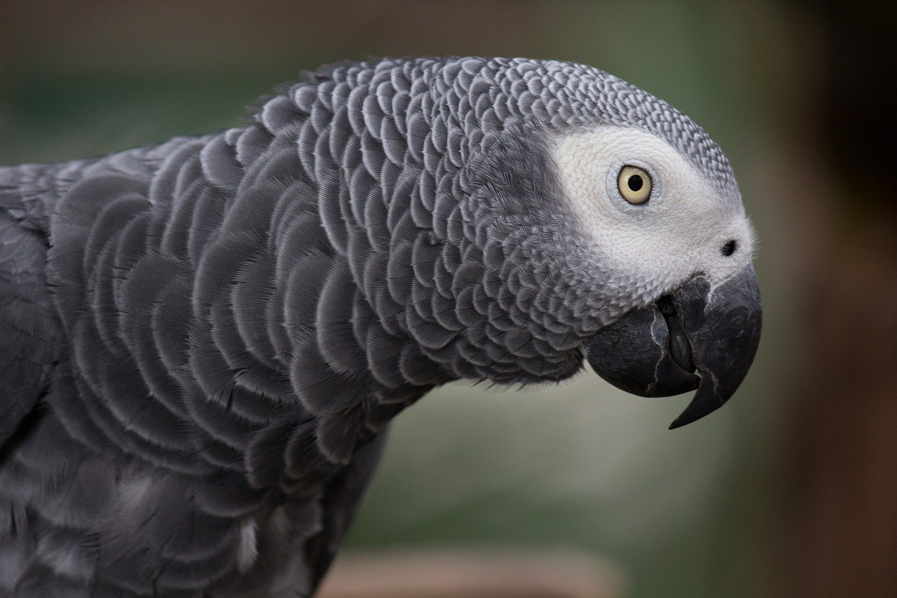 Facts About African Grey Parrots